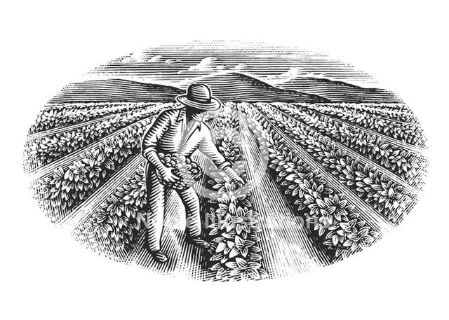 Agriculture-Art-stock