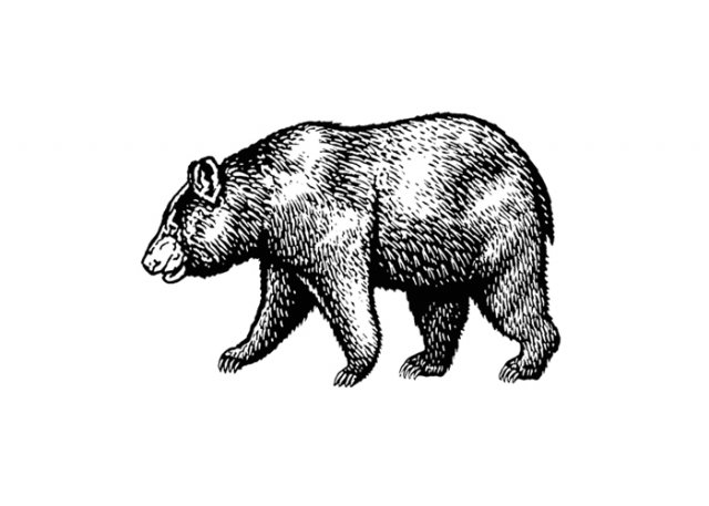 Bear-2