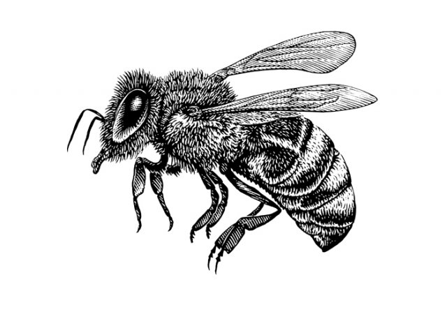 Bee-5