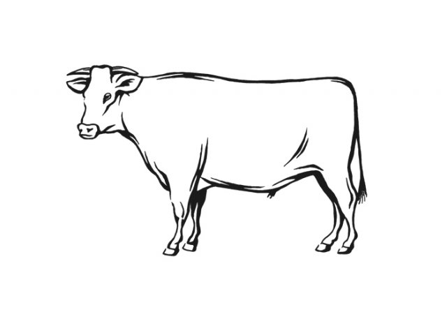 Beef-Cow-2