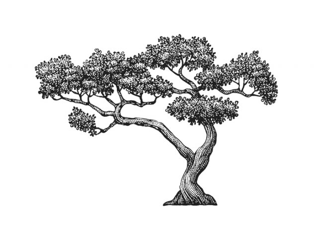 Bonsai-Tree-art