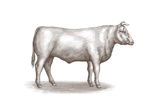 Bull-1