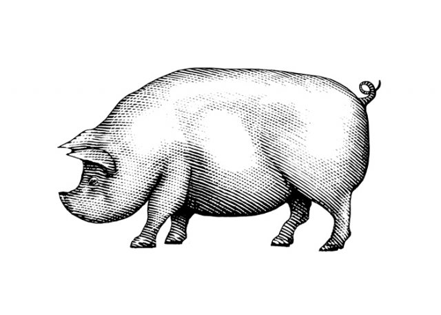 Pig-art-2