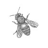 Bee-6
