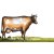 grazing-cow-stock