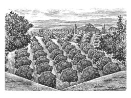 olive-fields