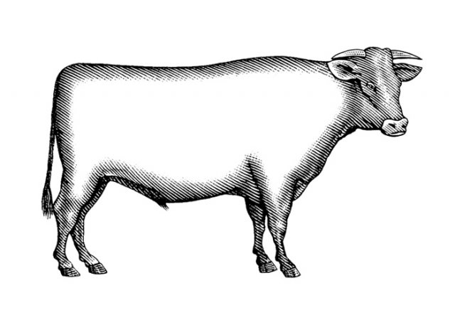 Beef-Cow-1