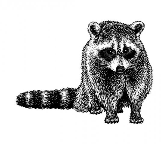 Raccoon-Art