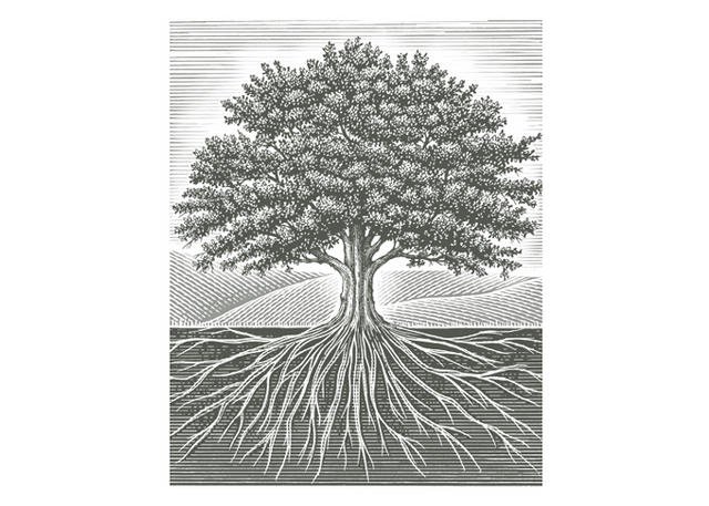 Tree-Roots-2