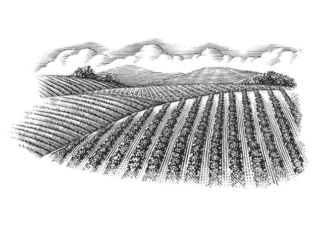 agricultural-landscape