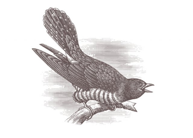 cuckoo-bird-engraving