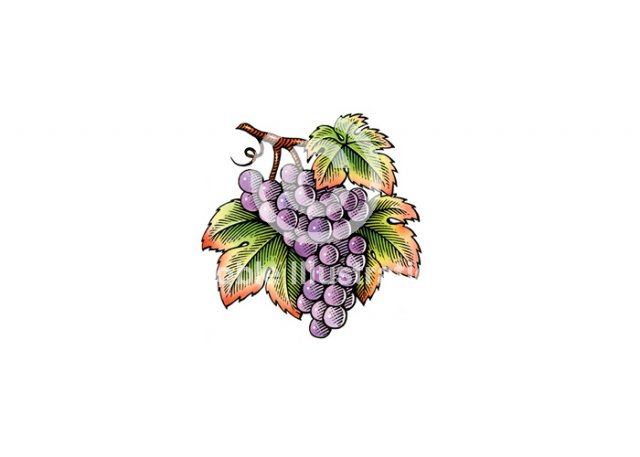 grapes-color-2