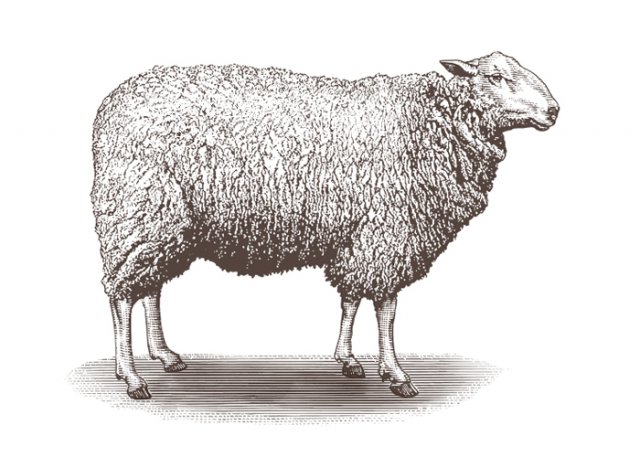 sheep-art