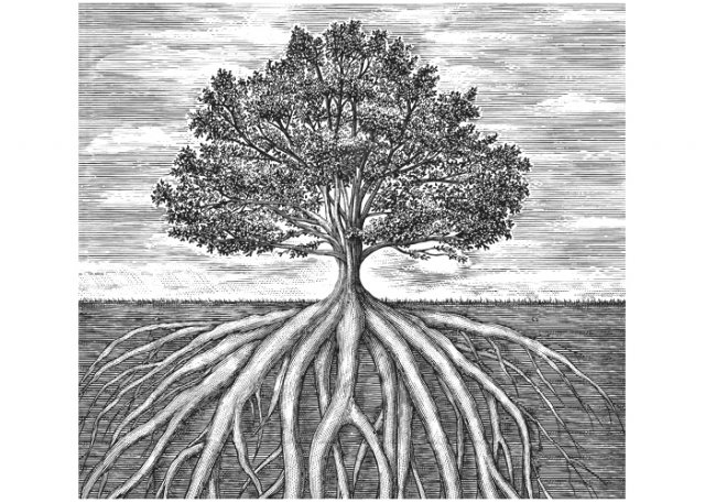 tree-roots-1