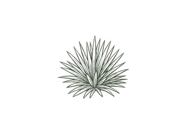 agave-plant-icon