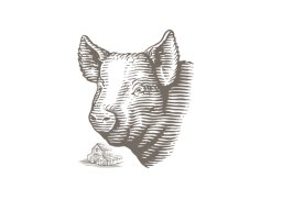 agrarian-pig