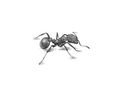 ant