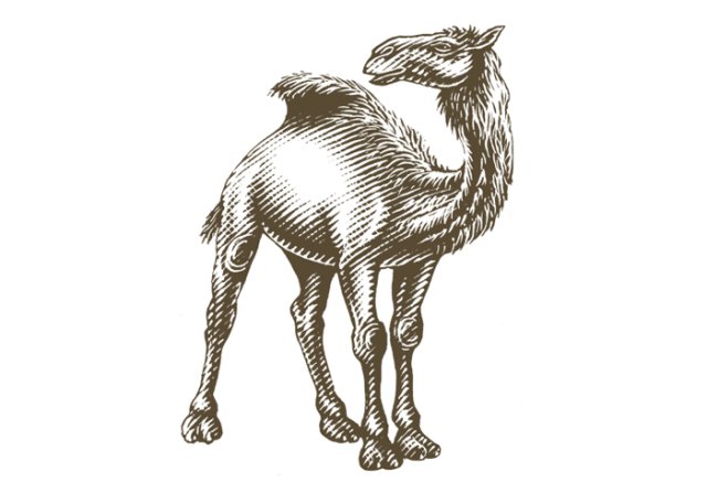 camel