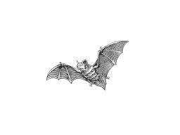 bat