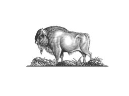 bison