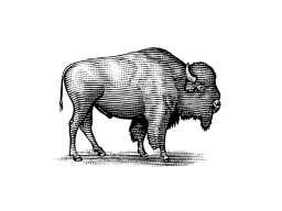 buffalo