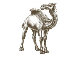 camel