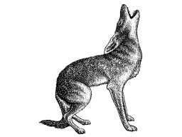 coyote