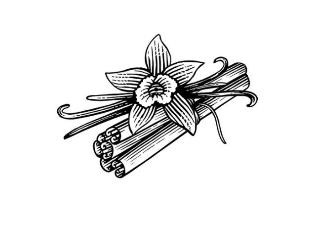 cinnamon-sticks--vanilla-art