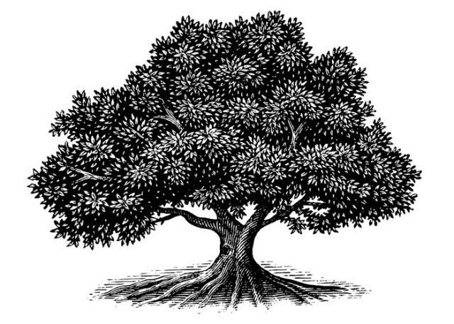 old-oak-tree