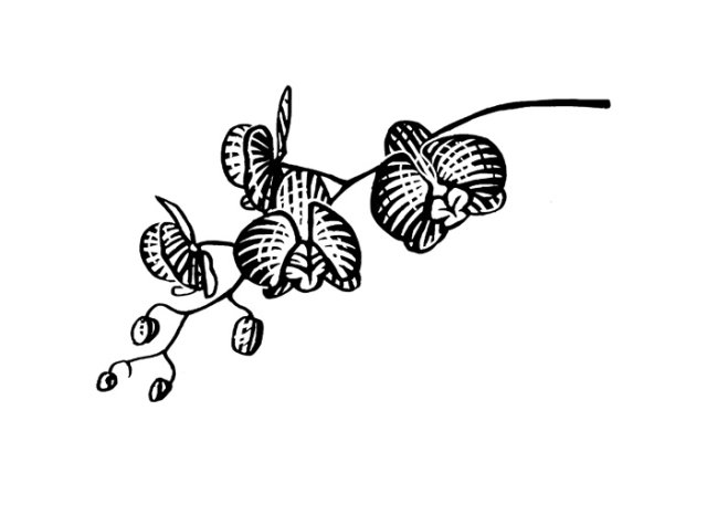 orchid-woodcut-art