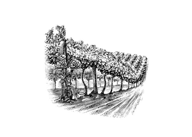 vineyard-row-art