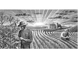 corn-field-art