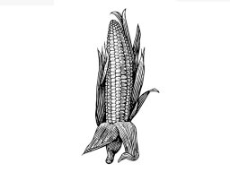 corn
