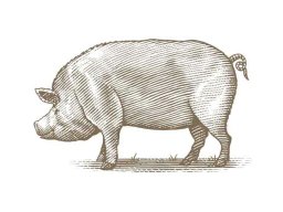 pig-woodcut