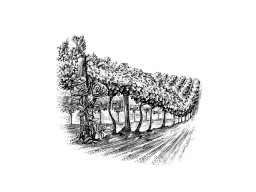 vineyard-row-art