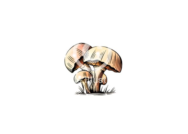 mushrooms
