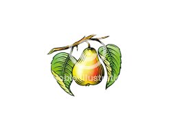 pear