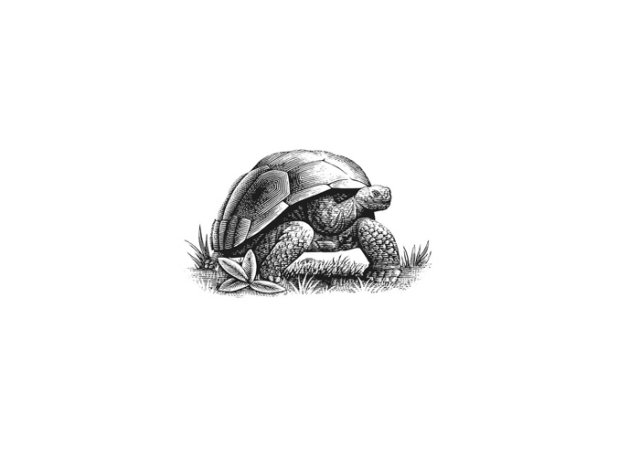 tortoise