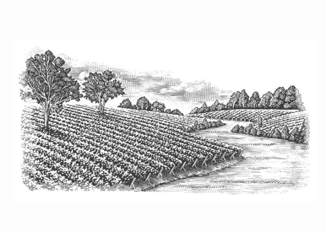 vineyards